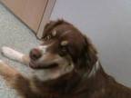 Adopt COOPER a Brown/Chocolate - with White Australian Shepherd / Mixed dog in