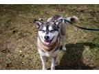Adopt Seinfeld a Gray/Silver/Salt & Pepper - with White Husky / Mixed dog in