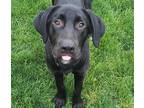 Adopt Cosmo A Labrador Retriever / Mixed Dog In Sioux City, IA (34729482)