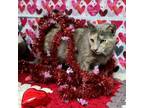 Adopt Bubbles a Gray or Blue Domestic Shorthair / Mixed cat in Easton