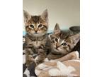 Adopt Sunflower a Brown or Chocolate Domestic Shorthair / Domestic Shorthair /