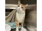 Adopt Dash a Orange or Red Domestic Shorthair / Mixed cat in Pittsburgh