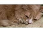 Adopt Milo a Tan or Fawn Domestic Longhair / Domestic Shorthair / Mixed cat in