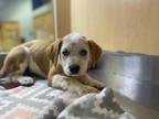 Adopt Gallon a White Labrador Retriever / Mixed dog in Chandler, AZ (34727847)