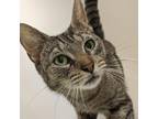 Adopt Vanellope a Gray or Blue Domestic Shorthair / Mixed cat in Philadelphia