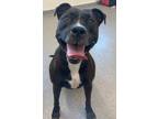 Adopt Leila a Pit Bull Terrier / Mixed dog in Lincoln, NE (34729345)
