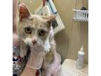 Adopt Chicken A Orange Or Red Domestic Shorthair / Mixed Cat In Mankato