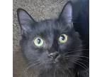 Adopt Lantern a All Black Domestic Longhair (long coat) cat in Walnut Creek