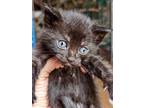Adopt Batman* a Domestic Shorthair / Mixed cat in Pomona, CA (34729233)