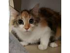 Adopt Aurora a Calico or Dilute Calico Domestic Mediumhair / Mixed cat in