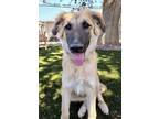 Adopt Lucy A Tan/Yellow/Fawn Anatolian Shepherd / Mixed Dog In Red Bluff