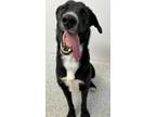 Adopt Thomas a Black Labrador Retriever / Border Collie / Mixed dog in Caldwell