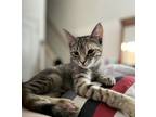 Adopt Louise a Brown Tabby Domestic Shorthair (short coat) cat in Upper Falls