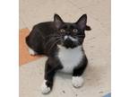 Adopt Stache A Domestic Shorthair / Mixed Cat In Sioux City, IA (34728802)