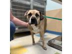 Adopt Glad A Boxer / Mixed Dog In Sioux City, IA (34728800)