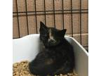 Adopt Mushroom a All Black Domestic Shorthair / Mixed cat in Gadsden