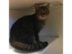 Adopt Helga a All Black Domestic Shorthair / Mixed cat in Gadsden, AL (34728667)