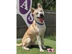 Adopt ZZ a Tan/Yellow/Fawn Husky / American Staffordshire Terrier / Mixed dog in