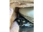 Adopt Scarlet a Domestic Shorthair / Mixed cat in Vancouver, BC (34728502)