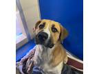 Adopt Monch a Greater Swiss Mountain Dog / Mixed dog in San Luis Obispo
