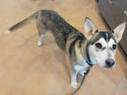 Adopt MARY A Tricolor (Tan/Brown & Black & White) Husky / Mixed Dog In Santa Fe