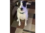 Adopt Sky a White - with Black Terrier (Unknown Type, Medium) / Mixed dog in