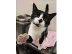 Adopt PEAR a White (Mostly) Domestic Shorthair / Mixed (short coat) cat in Fruit