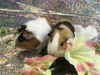 Adopt GRETCHEN a White Guinea Pig / Mixed small animal in Tacoma, WA (34728330)