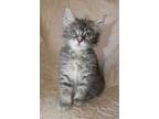 Adopt ODIE a Gray, Blue or Silver Tabby Domestic Shorthair / Mixed (short coat)