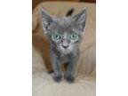 Adopt OLIVER a Gray or Blue Domestic Shorthair / Mixed (short coat) cat in San