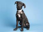 Adopt FLOWER a Black Labrador Retriever / Mixed dog in Phoenix, AZ (34728326)