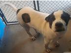 Adopt a Brindle - with White Pit Bull Terrier / Mixed dog in Redding