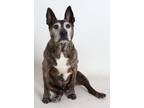 Adopt Dune a Brindle - with White Pit Bull Terrier / Mixed dog in Redding