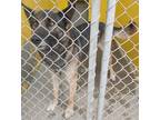 Adopt a Black - with Tan, Yellow or Fawn Shepherd (Unknown Type) / Mixed dog in