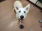 Adopt Tara a Red/Golden/Orange/Chestnut Husky / Mixed dog in Boulder