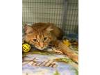 Adopt Lion-o a Orange or Red Domestic Longhair / Domestic Shorthair / Mixed cat