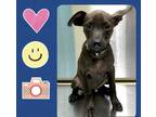 Adopt Bruiser A Black Dachshund / Mixed Dog In Gray, LA (34728160)