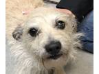Adopt Glimmer a Cairn Terrier / Mixed dog in Spokane Valley, WA (34728248)