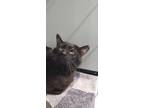 Adopt Oatis a All Black Domestic Shorthair / Domestic Shorthair / Mixed cat in