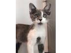 Adopt Migo A Gray Or Blue Domestic Shorthair / Domestic Shorthair / Mixed Cat In