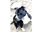 Adopt Kita a Black - with White Labrador Retriever / American Pit Bull Terrier /