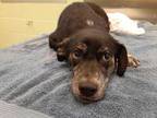Adopt Poppy a Black Beagle / Mixed dog in Longview, TX (34727934)