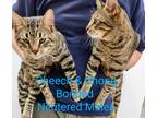 Adopt Cheech a Brown Tabby Domestic Shorthair (short coat) cat in York