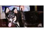 Adopt Raven a Black - with Tan, Yellow or Fawn Husky / Mixed dog in Perry