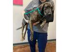 Adopt BONNIE a Brindle - with White Plott Hound / Mixed dog in Lacombe
