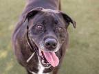 Adopt ROSCOE a Brindle - with White American Pit Bull Terrier / Mixed dog in