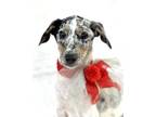 Adopt Sose a Black Catahoula Leopard Dog / Mixed dog in Picayune, MS (34727651)