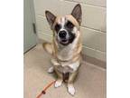 Adopt Domingo a Tan/Yellow/Fawn Mixed Breed (Medium) / Mixed dog in Sanford