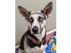 Adopt Nanook a Black Husky / German Shepherd Dog / Mixed dog in Belleville