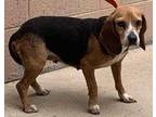 Adopt Poppy a Brown/Chocolate Beagle / Mixed dog in Chester Springs